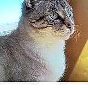 Kiki is registered to the contest to win money with this photo: cat, blue_eyes, profile, feline, fur, whiskers, outdoor, sky, sunlight, close_up, pet, animal, domestic_cat, ears, nose, calm, looking_away, nature, portrait, soft_light