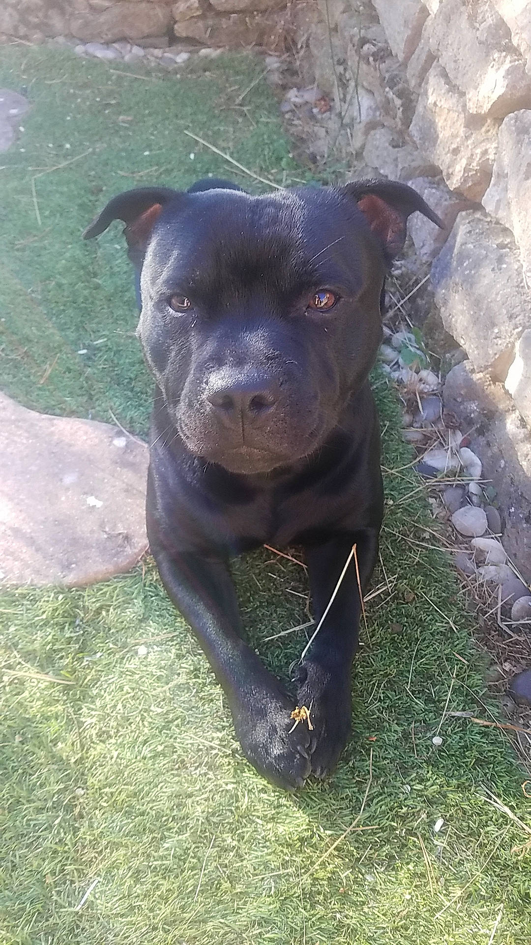 Pégase participe au concours pour gagner de l'argent avec cette photo : borador, canidae, canis_panther, carnivore, companion_dog, dog, dog_breed, fawn, grass, guard_dog, molosser, non_sporting_group, plant, snout, sporting_group, tail, terrestrial_animal, whiskers, working_animal, working_dog