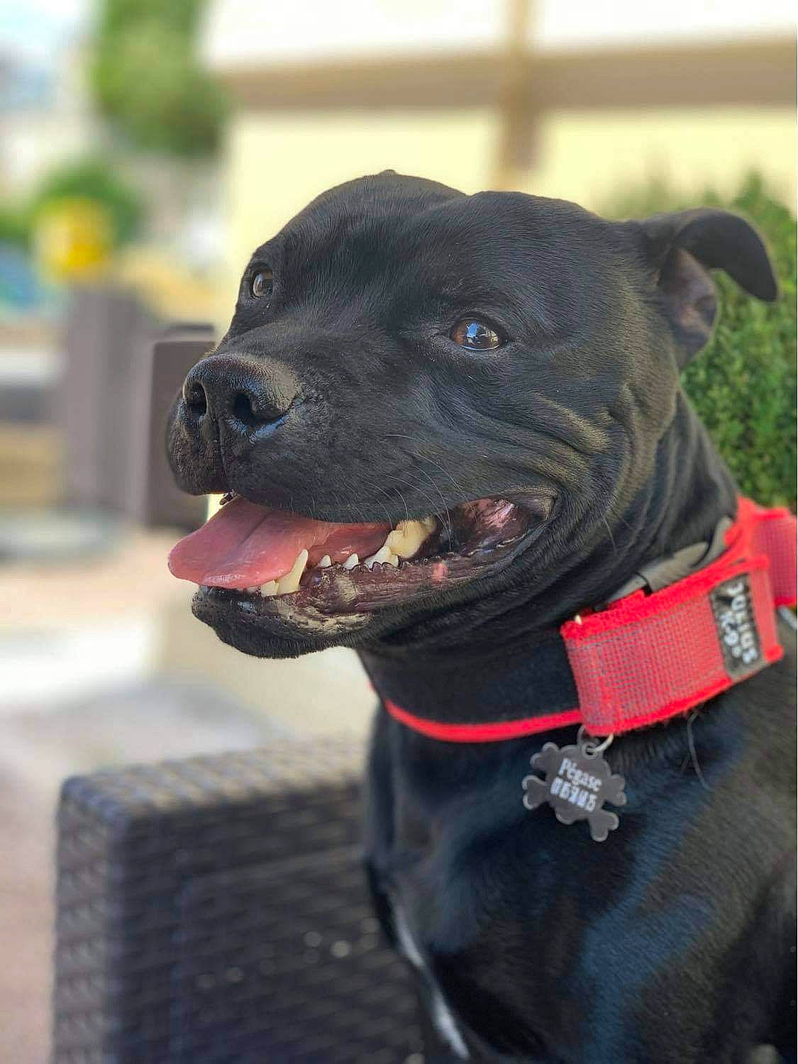 Pégase participe au concours pour gagner de l'argent avec cette photo : borador, canidae, carnivore, collar, companion_dog, dog, dog_breed, dog_collar, fashion_accessory, fawn, fur, guard_dog, leash, liver, pet_supply, plant, sporting_group, whiskers, working_animal, working_dog