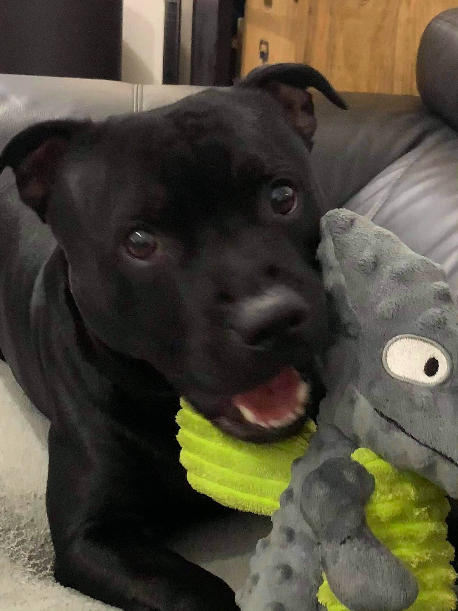 Pégase a rejoint le concours — aidez-le/la à gagner de superbes lots ! canidae, carnivore, collar, comfort, companion_dog, dog, dog_breed, dog_collar, dog_supply, fawn, fur, glove, liver, pet_supply, snout, stuffed_toy, toy, vertebrate, whiskers, working_animal