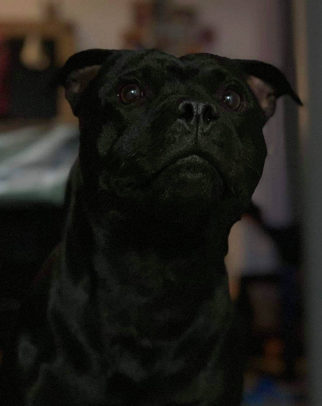 Pégase participe au concours pour gagner de l'argent avec cette photo : ancient_dog_breeds, canidae, carnivore, companion_dog, darkness, dog, dog_breed, fawn, grey, monochrome_photography, non_sporting_group, pug, snout, sporting_group, terrestrial_animal, toy_dog, whiskers, working_animal, wrinkle