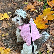 Nala a rejoint le concours — aidez-le/la à gagner de superbes lots ! dog, puppy, pink_jacket, leash, autumn_leaves, fallen_leaves, outdoors, path, fur, tail, cute, small_dog, portrait, shallow_depth_of_field, seasonal, cozy, walking, harness, leaf_litter, nature