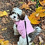 dog, puppy, pink_jacket, leash, autumn_leaves, fallen_leaves, outdoors, path, fur, tail, cute, small_dog, portrait, shallow_depth_of_field, seasonal, cozy, walking, harness, leaf_litter, nature