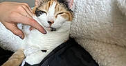 Willow Rose joined the competition — help win amazing prizes! black, blanket, calico, cat, comfort, cozy, fur, furry, hand, human, indoor, orange, paw, pet, relaxed, rest, sleepy, touch, warm, white