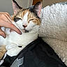 black, blanket, calico, cat, comfort, cozy, fur, furry, hand, human, indoor, orange, paw, pet, relaxed, rest, sleepy, touch, warm, white