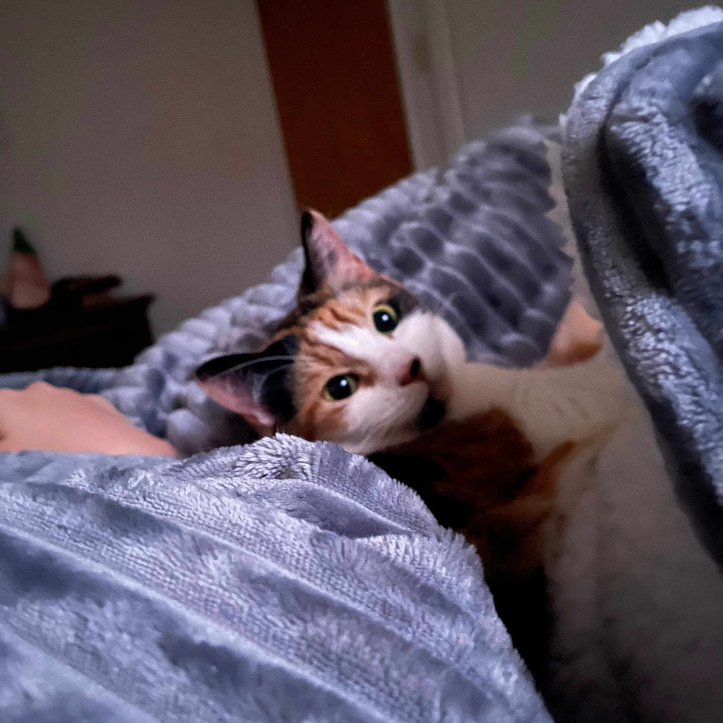 Willow Rose is registered to the contest to win money with this photo: bedroom, blanket, calico, cat, comfort, cozy, curious_eyes, cute, domestic_animal, feline, fur, indoor, lying_down, pet, relaxed, resting, soft_texture, warm_lighting, whiskers, wide_eyes