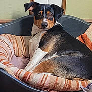 Falco a rejoint le concours — aidez-le/la à gagner de superbes lots ! animal, bed, black, blanket, brown, canine, comfort, cozy, curious, dog, furniture, household, indoor, looking, pet, relaxed, resting, side_view, striped, white
