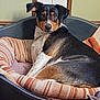 animal, bed, black, blanket, brown, canine, comfort, cozy, curious, dog, furniture, household, indoor, looking, pet, relaxed, resting, side_view, striped, white