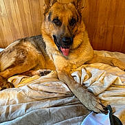 Ruger is registered to the contest to win money with this photo: animal, bed, blanket, canine, companion, cute, dog, domestic, fur, german_shepherd, happy, indoor, mammal, paw, pet, portrait, relaxed, resting, tongue_out, wood_paneling