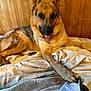 animal, bed, blanket, canine, companion, cute, dog, domestic, fur, german_shepherd, happy, indoor, mammal, paw, pet, portrait, relaxed, resting, tongue_out, wood_paneling