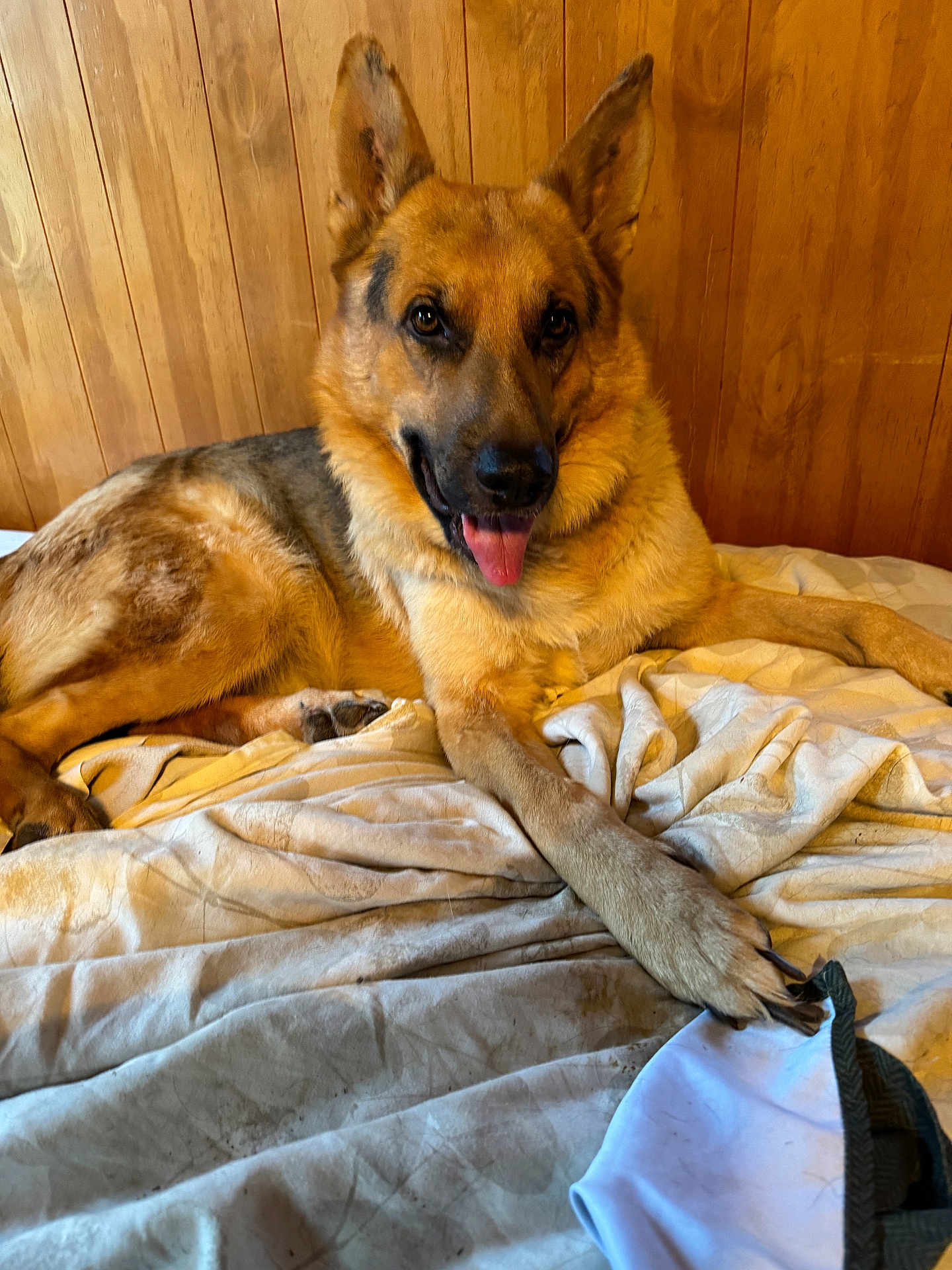 Ruger