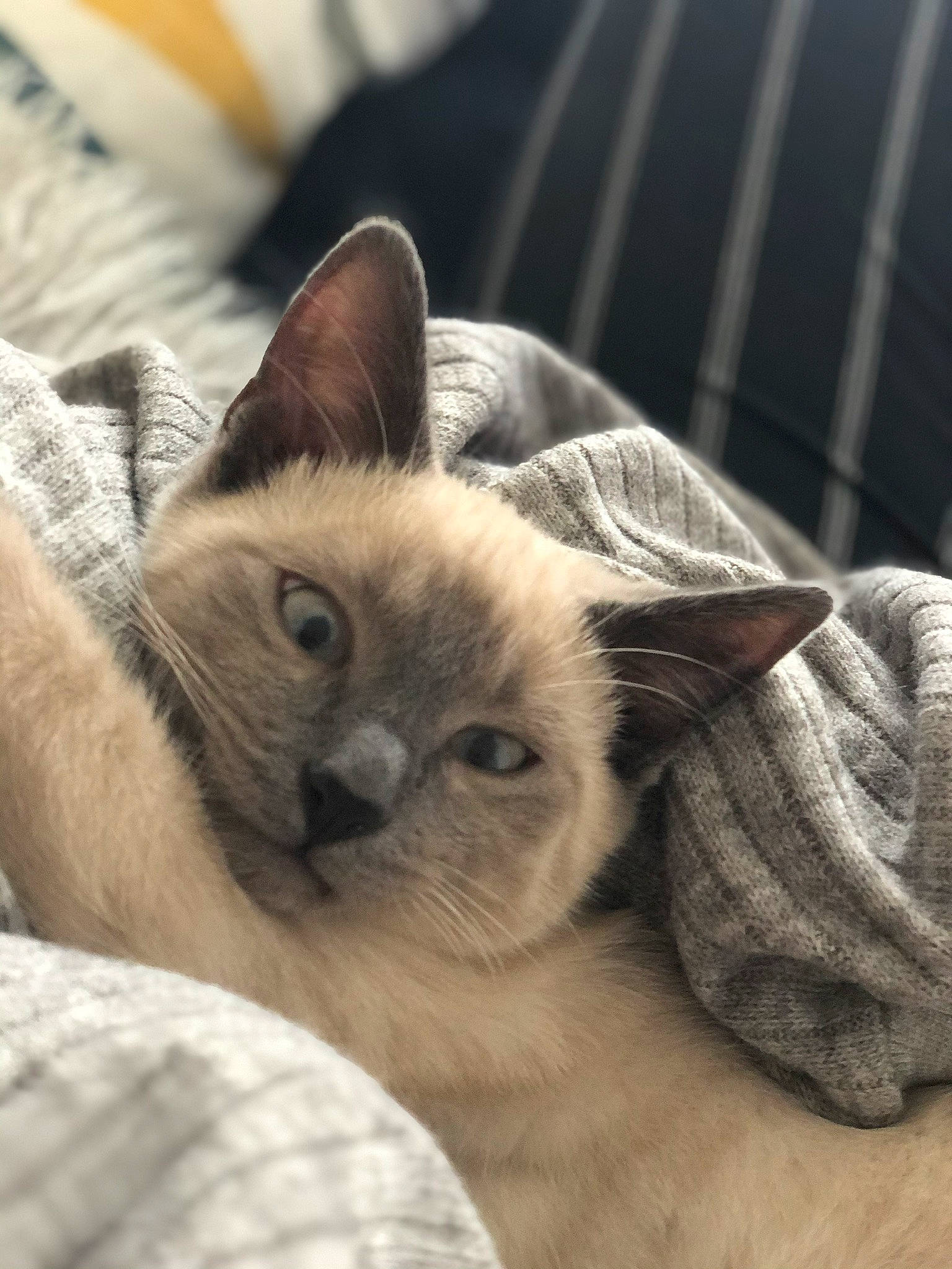 Pablo participe au concours pour gagner de l'argent avec cette photo : asian, balinese, birman, british_shorthair, burmese, carnivore, cat, colorpoint_shorthair, felidae, kitten, mammal, nebelung, ragdoll, siamese, small_to_medium_sized_cats, snout, thai, tonkinese, vertebrate, whiskers