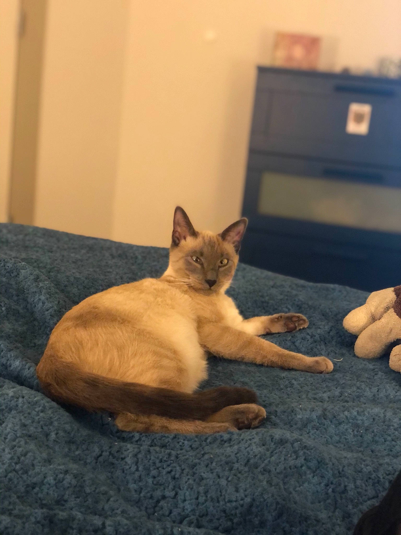 Pablo a rejoint le concours — aidez-le/la à gagner de superbes lots ! asian, burmese, carnivore, cat, domestic_short_haired_cat, fawn, felidae, kitten, mammal, paw, siamese, small_to_medium_sized_cats, snout, thai, tonkinese, whiskers