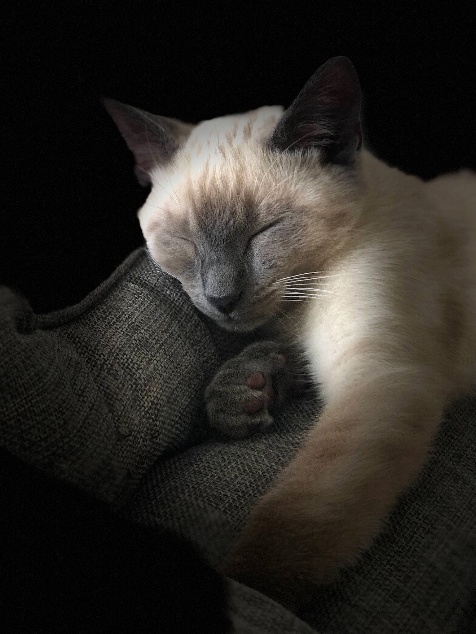 Pablo participe au concours pour gagner de l'argent avec cette photo : asian, balinese, burmese, carnivore, cat, colorpoint_shorthair, ear, felidae, javanese, kitten, mammal, nap, ragdoll, siamese, sky, small_to_medium_sized_cats, snout, thai, tonkinese, whiskers