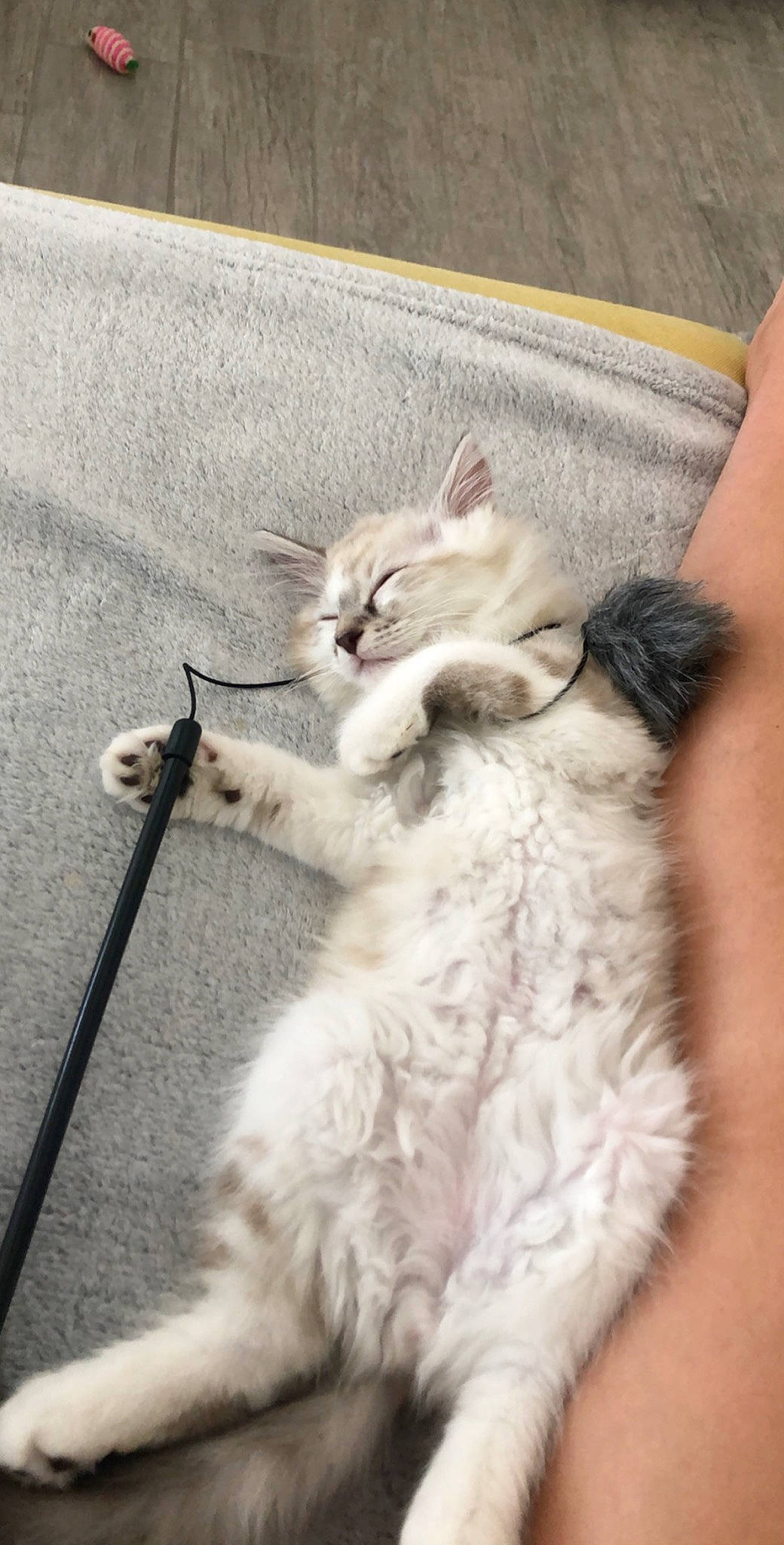 Berlioz participe au concours pour gagner de l'argent avec cette photo : aegean_cat, asian, burmilla, carnivore, cat, claw, domestic_short_haired_cat, ear, european_shorthair, fawn, felidae, fur, kitten, mammal, ojos_azules, polydactyl_cat, ragdoll, small_to_medium_sized_cats, tail, whiskers