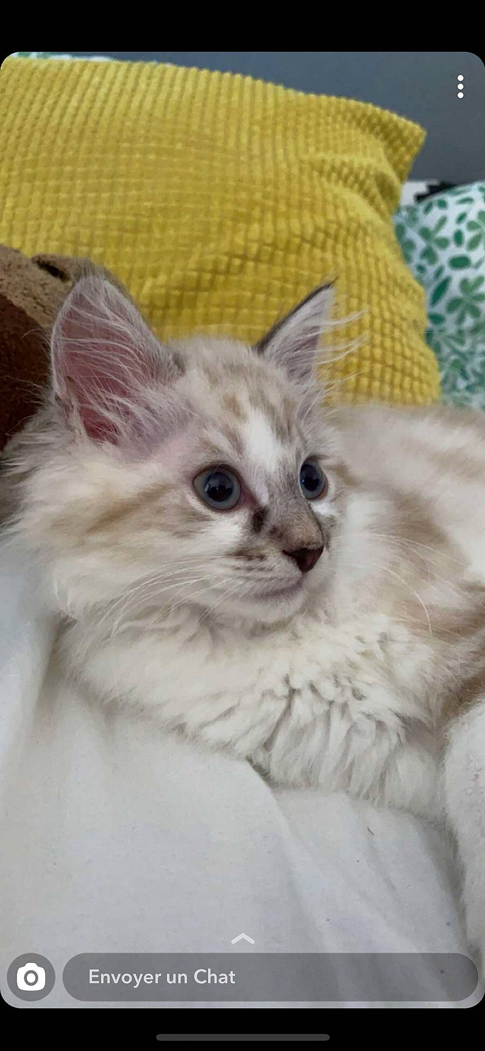 Berlioz a rejoint le concours — aidez-le/la à gagner de superbes lots ! asian, asian_semi_longhair, balinese, british_semi_longhair, burmilla, carnivore, cat, domestic_long_haired_cat, felidae, javanese, kitten, mammal, norwegian_forest_cat, ragamuffin, ragdoll, siberian, small_to_medium_sized_cats, turkish_angora, vertebrate, whiskers