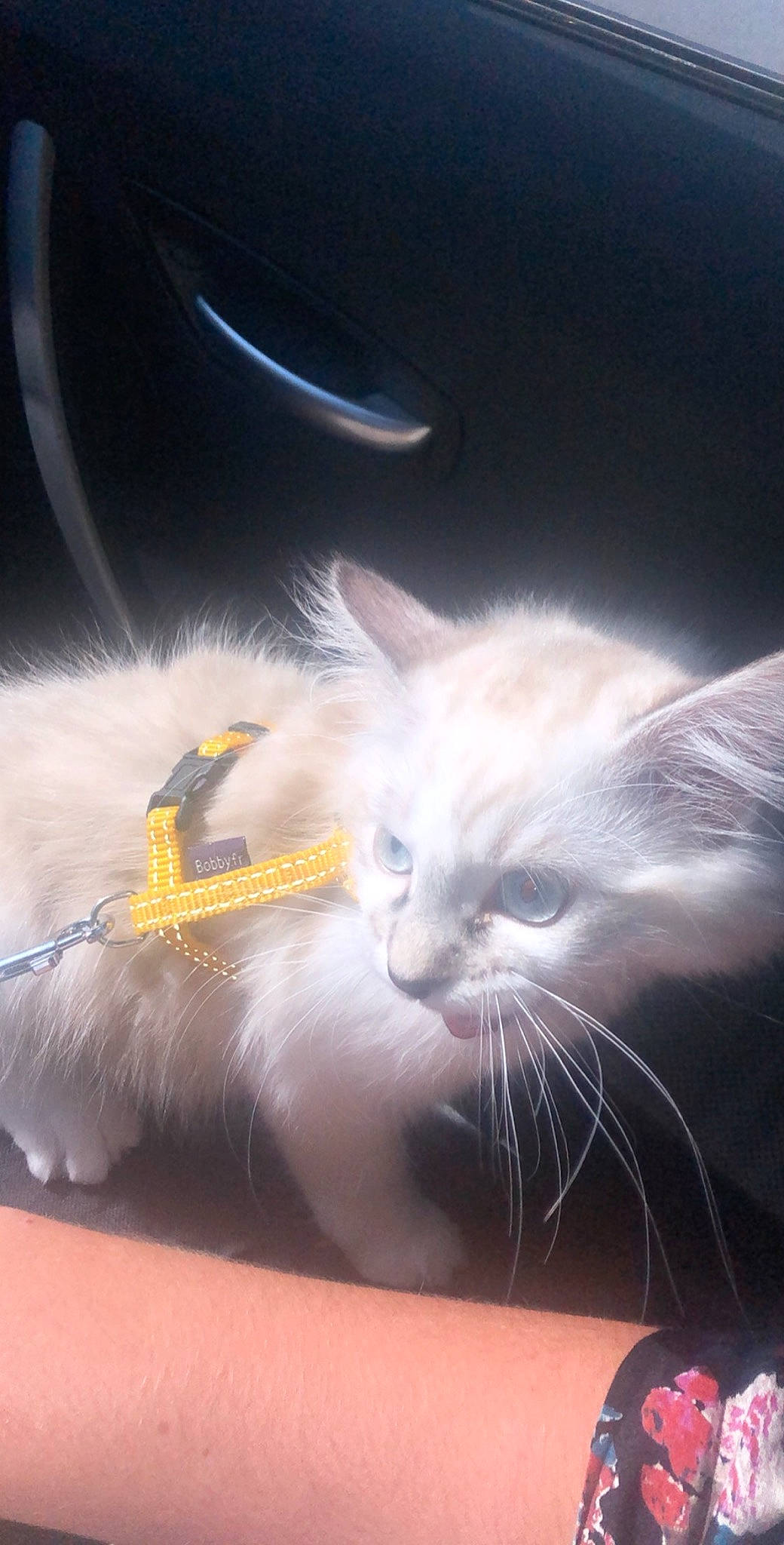 Berlioz a rejoint le concours — aidez-le/la à gagner de superbes lots ! carnivore, cat, domestic_long_haired_cat, felidae, fur, kitten, norwegian_forest_cat, sky, small_to_medium_sized_cats, snout, tail, whiskers