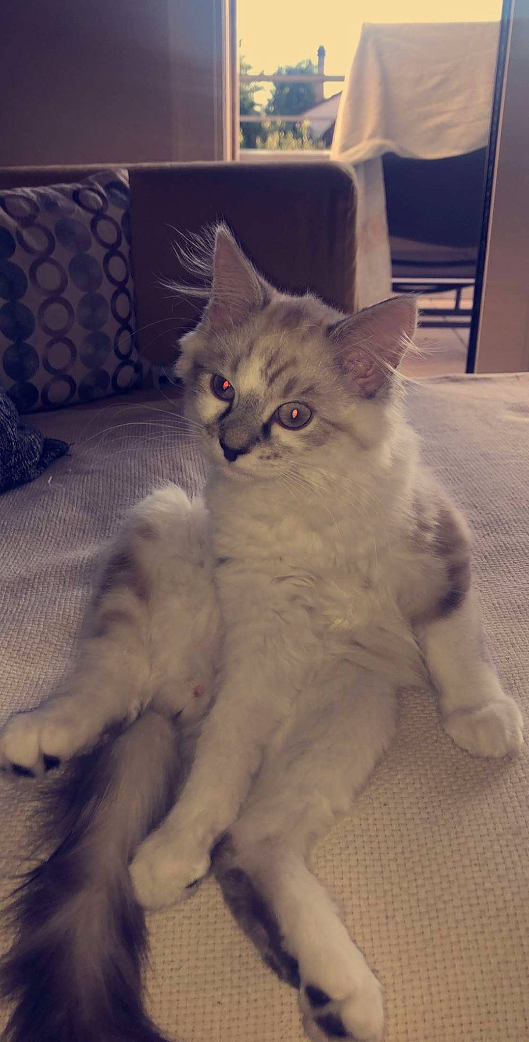 Berlioz participe au concours pour gagner de l'argent avec cette photo : asian, asian_semi_longhair, british_longhair, british_semi_longhair, burmilla, carnivore, cat, domestic_long_haired_cat, felidae, fur, kitten, mammal, persian, ragamuffin, ragdoll, small_to_medium_sized_cats, tail, turkish_angora, vertebrate, whiskers