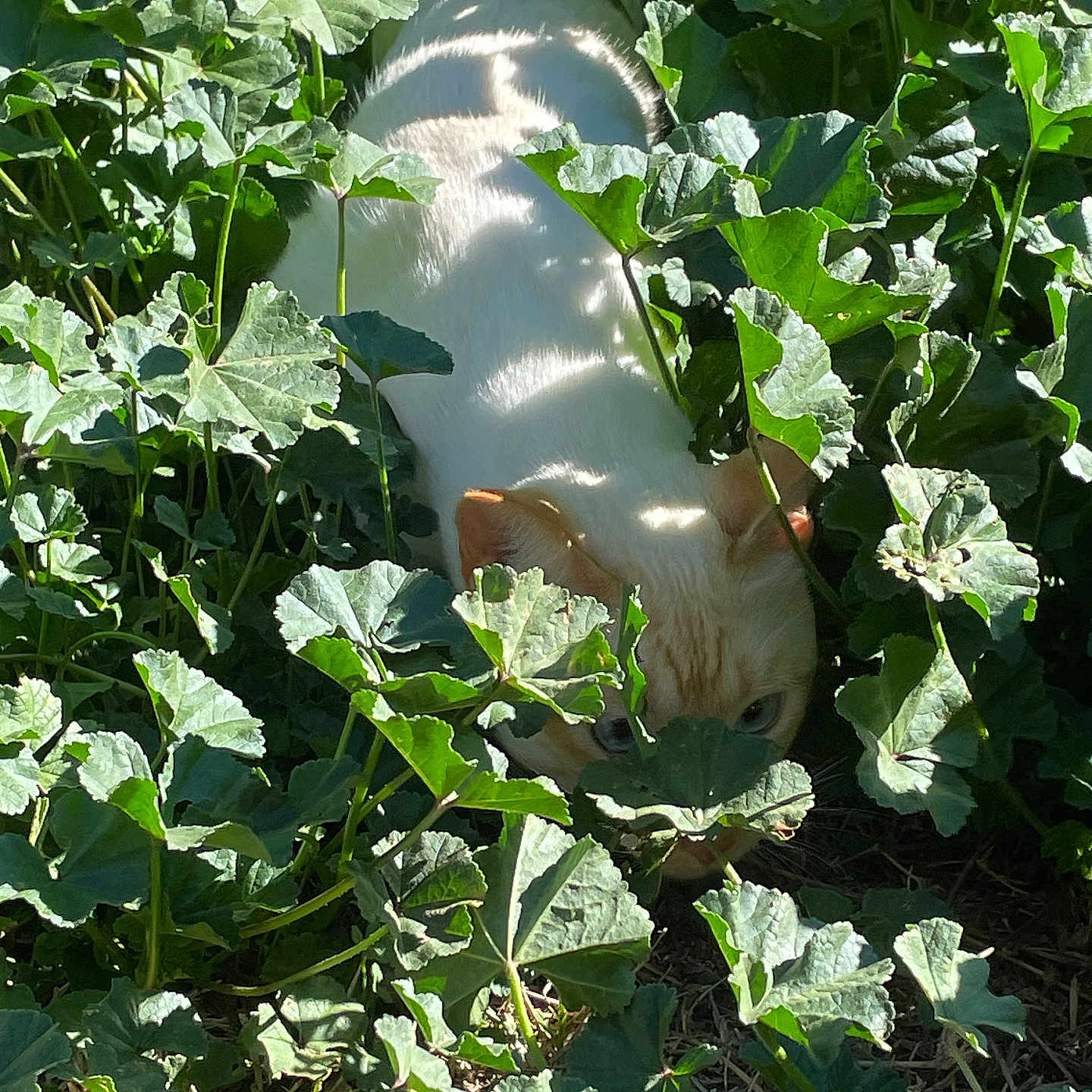 Memow joined the competition — help win amazing prizes! animal, camouflage, cat, closeup, cream_color, curious, daylight, foliage, green_leaves, ground, mammal, nature, outdoor, pet, plant, quiet, shadow, stealth, sunlight, wildlife