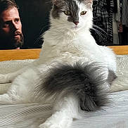 Murphy joined the competition — help win amazing prizes! cat, fluffy, white, gray, bed, furniture, indoor, portrait, animal, pet, relaxed, stretching, paw, face, fur, domestic, cozy, background, picture_frame, bearded_man