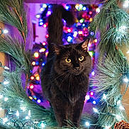 Leeroy is registered to the contest to win money with this photo: black_cat, cat, animal, pet, yellow_eyes, pine_branch, pinecone, christmas_lights, holiday_decor, festive, bokeh, blurred_background, indoor, closeup, portrait, curious, whiskers, dark_fur, nature, seasonal