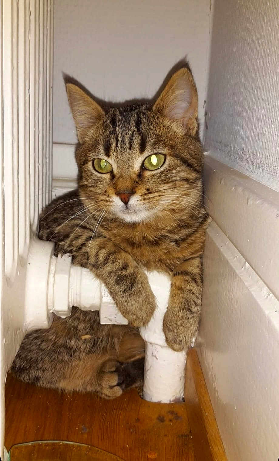 Frimousse