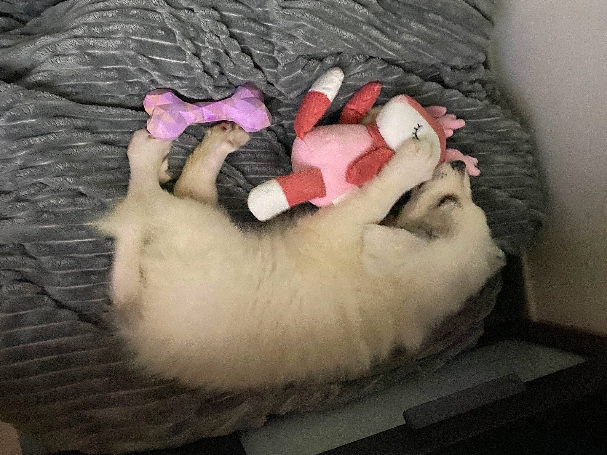 Snowkie participe au concours pour gagner de l'argent avec cette photo : carmine, claw, comfort, companion_dog, felidae, flesh, foot, fur, human_leg, linens, magenta, nail, nap, paw, petal, sleep, small_to_medium_sized_cats, tail, wool, wrist