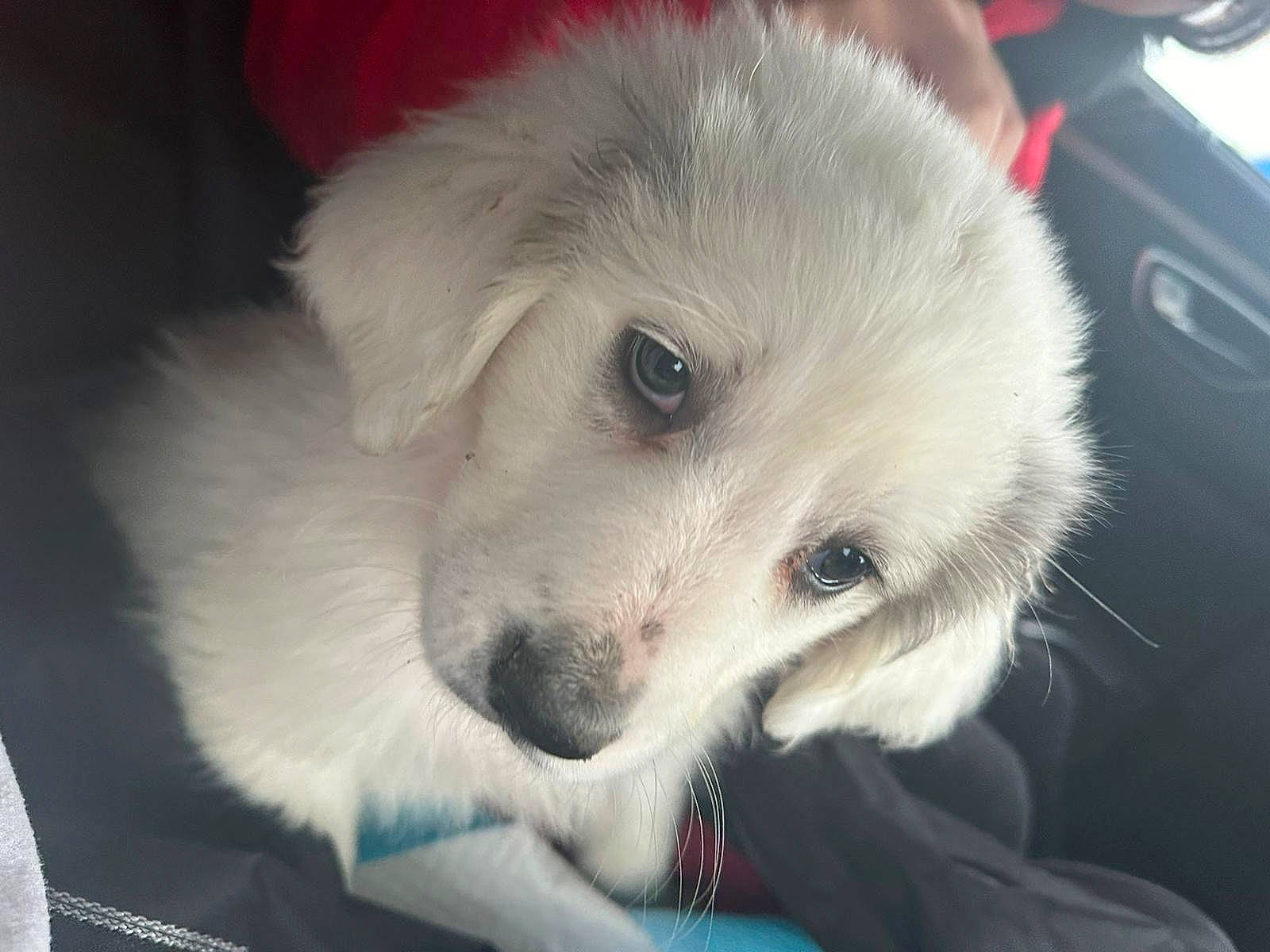 Snowkie participe au concours pour gagner de l'argent avec cette photo : american_eskimo_dog, canidae, carnivore, companion_dog, dog, dog_breed, fur, german_spitz_mittel, kuvasz, maremma_sheepdog, non_sporting_group, puppy, samoyed, spitz, sporting_group, volpino_italiano, whiskers, working_dog