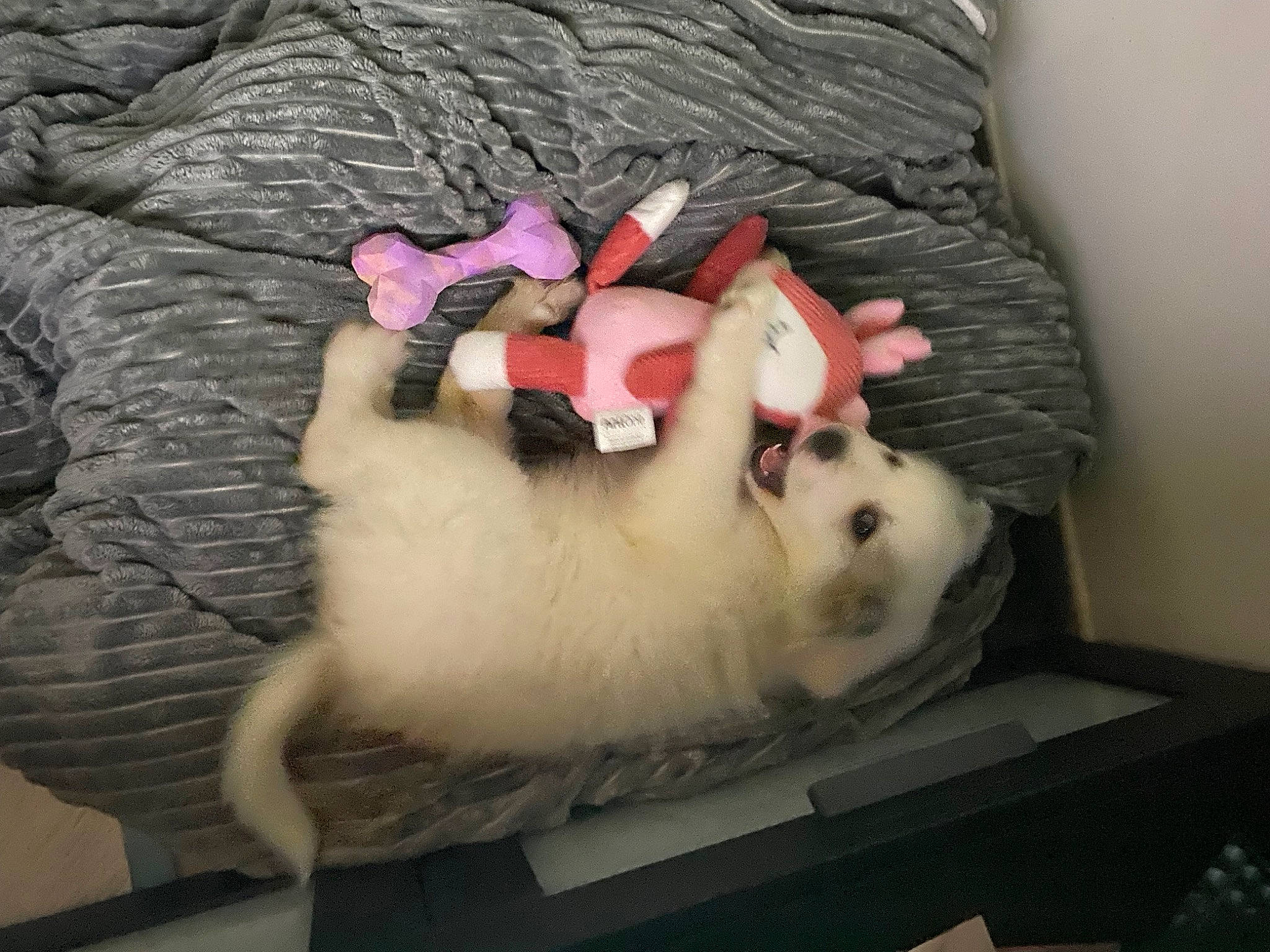 Snowkie a rejoint le concours — aidez-le/la à gagner de superbes lots ! canidae, carmine, comfort, companion_dog, fawn, felidae, flesh, fur, nap, paw, plush, room, small_to_medium_sized_cats, stuffed_toy, tail, teddy_bear, toy, whiskers, wool, wrist