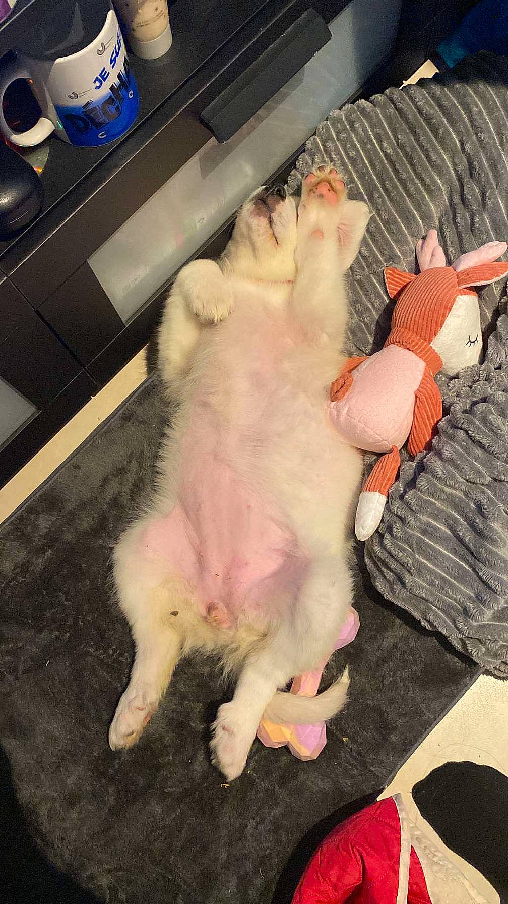 Snowkie participe au concours pour gagner de l'argent avec cette photo : carnivore, claw, comfort, companion_dog, dog_breed, fawn, felidae, foot, fur, nail, non_sporting_group, paw, small_to_medium_sized_cats, stuffed_toy, tail, toy_dog, whiskers