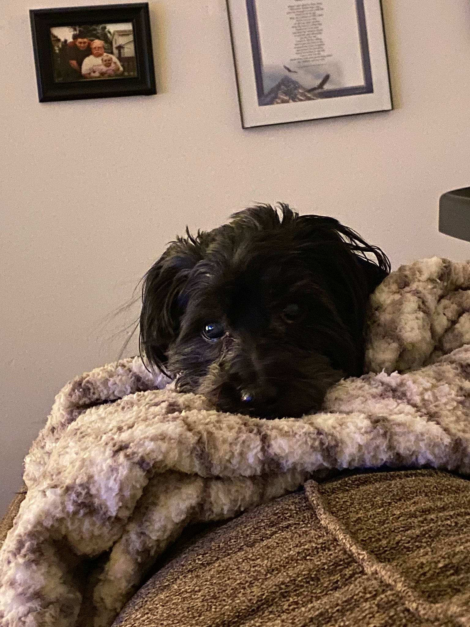 Ben joined the competition — help win amazing prizes! bed, bedding, bedroom, carnivore, comfort, companion_dog, dog, dog_breed, fur, linens, liver, picture_frame, room, small_terrier, snout, sporting_group, terrier, toy_dog, water_dog, working_animal