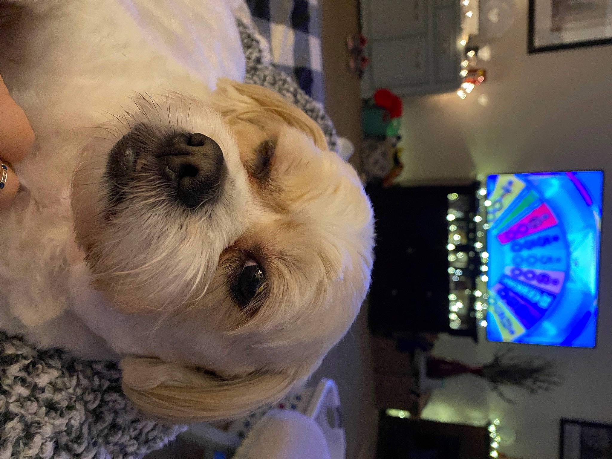 Ted is registered to the contest to win money with this photo: bichon, canidae, carnivore, companion_dog, display_device, dog, dog_breed, event, fawn, fur, maltepoo, non_sporting_group, pekapoo, puppy_love, small_terrier, snout, sporting_group, terrier, toy_dog, whiskers