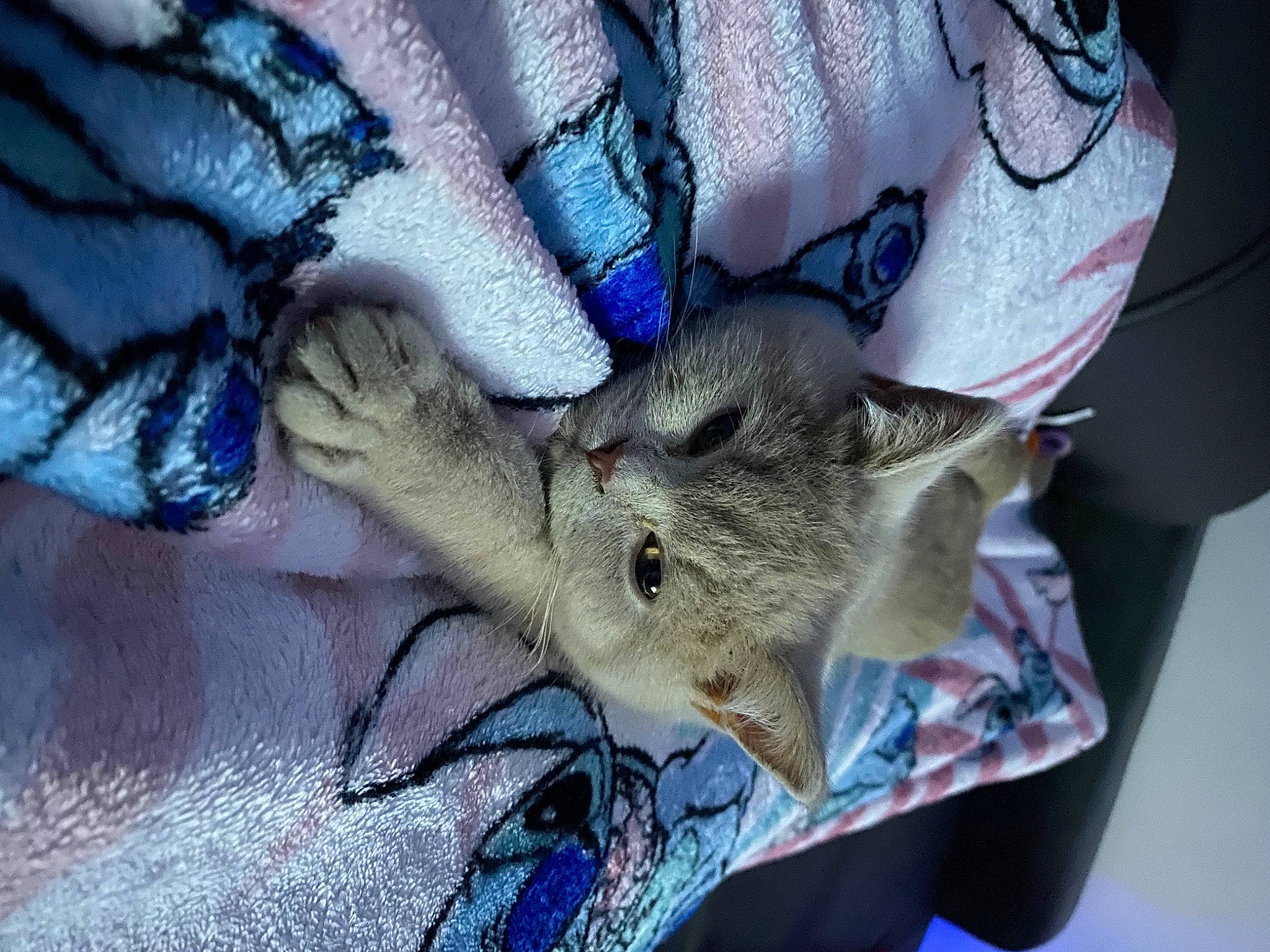 Stella participe au concours pour gagner de l'argent avec cette photo : carnivore, cat, claw, domestic_short_haired_cat, electric_blue, fashion_accessory, fawn, felidae, fur, pattern, sleeve, small_to_medium_sized_cats, snout, tail, visual_arts, whiskers