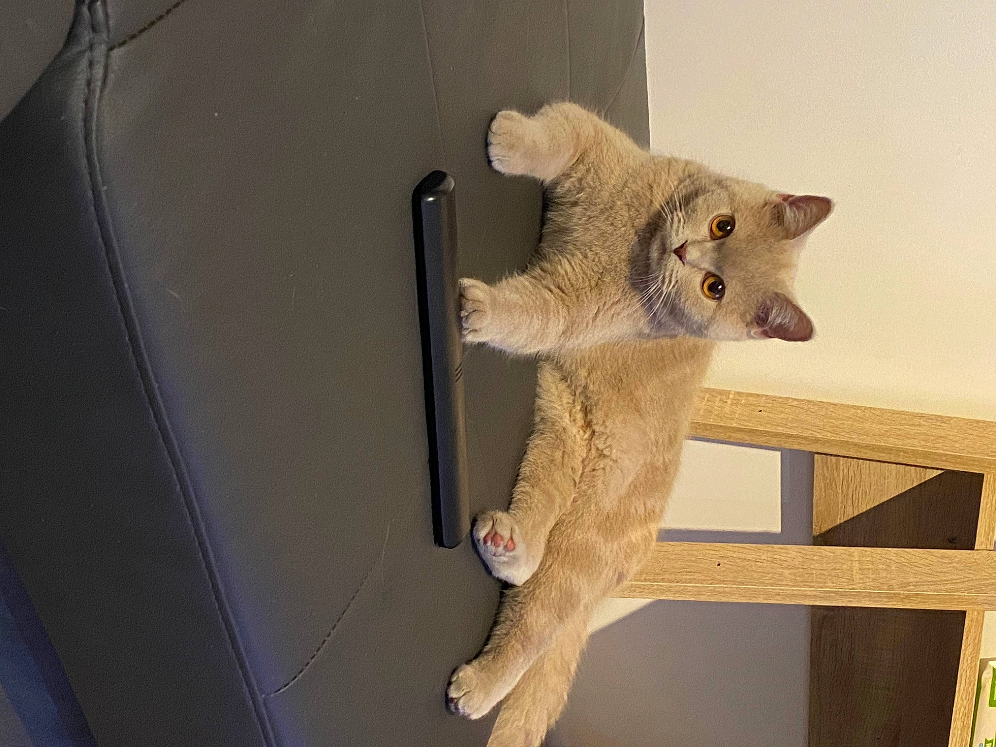 Stella a rejoint le concours — aidez-le/la à gagner de superbes lots ! art, carnivore, claw, creative_arts, domestic_short_haired_cat, fawn, felidae, fur, grey, metal, pattern, room, small_to_medium_sized_cats, snout, stuffed_toy, tail, terrestrial_animal, twig, whiskers, wood