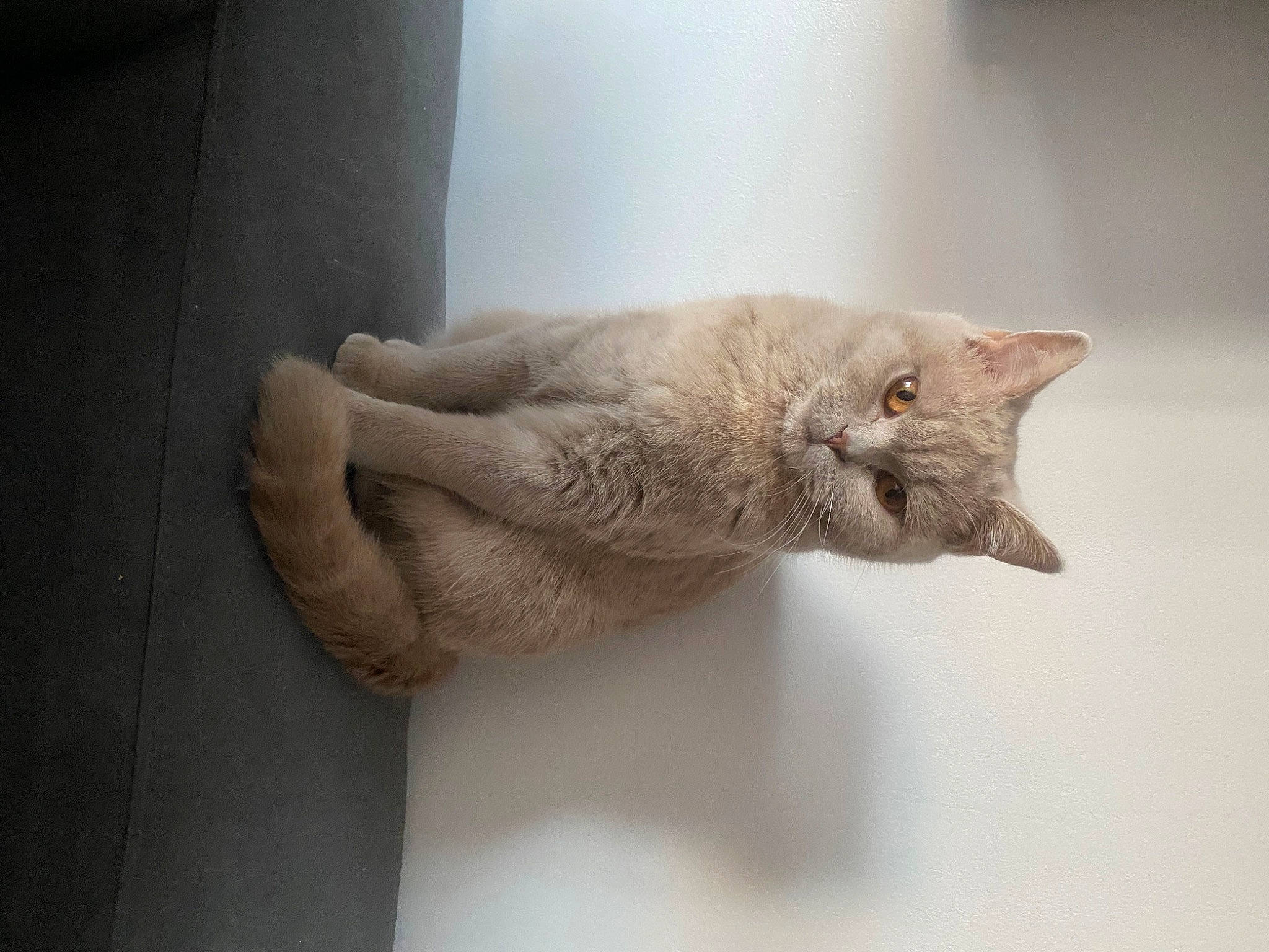 Stella a rejoint le concours — aidez-le/la à gagner de superbes lots ! carnivore, cat, claw, comfort, domestic_short_haired_cat, ear, felidae, fur, gesture, nail, paw, shelf, small_to_medium_sized_cats, whiskers, window, wood