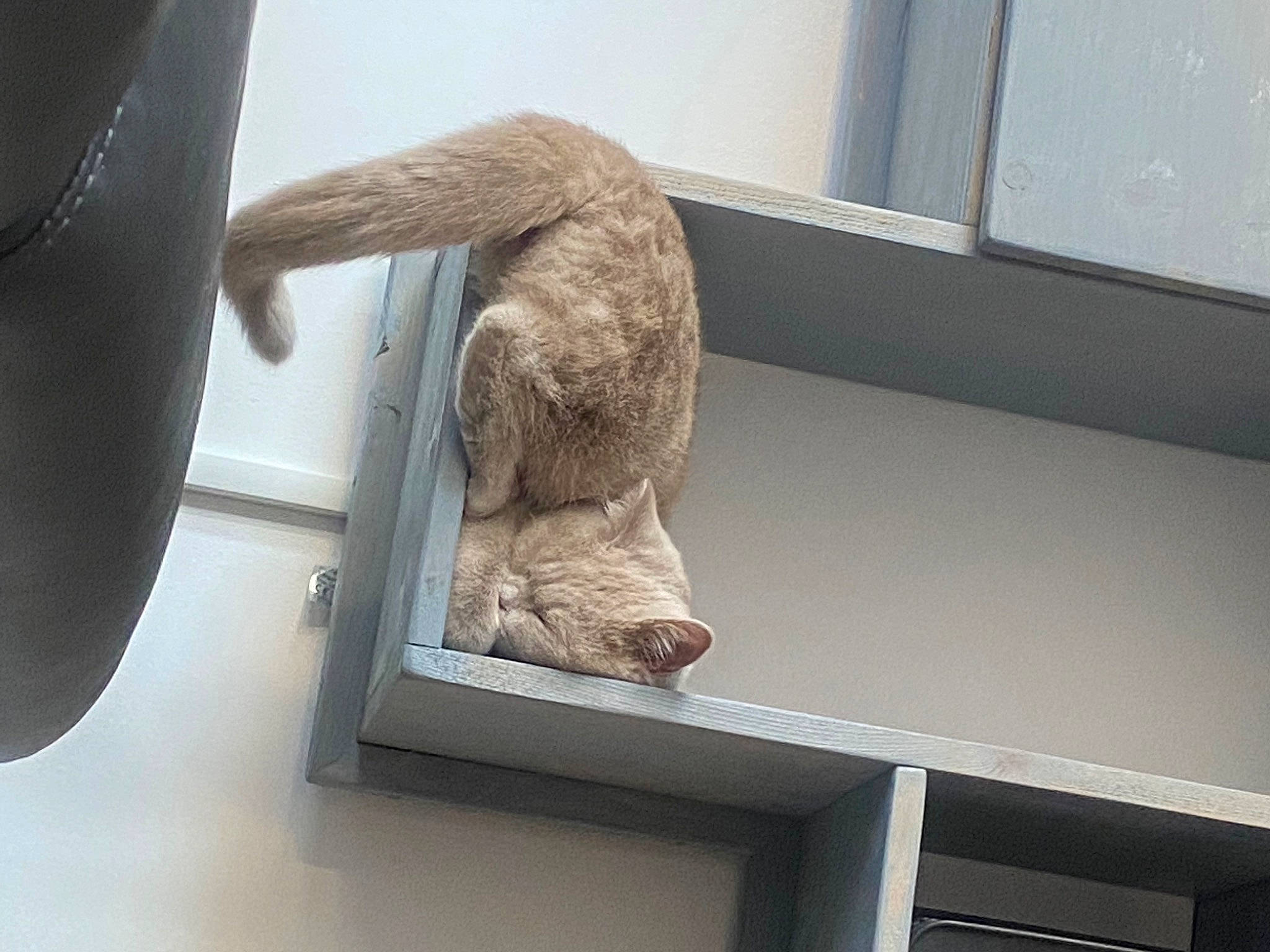 Stella participe au concours pour gagner de l'argent avec cette photo : art, artifact, ceiling, daylighting, fur, museum, rectangle, room, sculpture, sporting_group, tail, tourist_attraction, visual_arts, window, wood