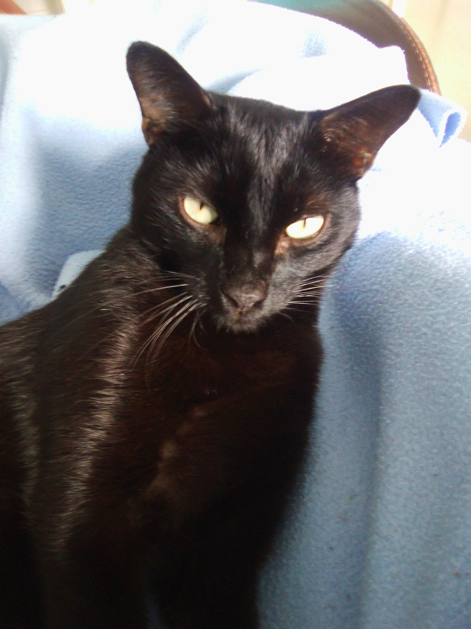 Pythagore a rejoint le concours — aidez-le/la à gagner de superbes lots ! asian, black_cat, bombay, burmese, carnivore, cat, domestic_short_haired_cat, felidae, german_rex, havana_brown, javanese, kitten, korat, mammal, oriental_longhair, oriental_shorthair, small_to_medium_sized_cats, snout, vertebrate, whiskers