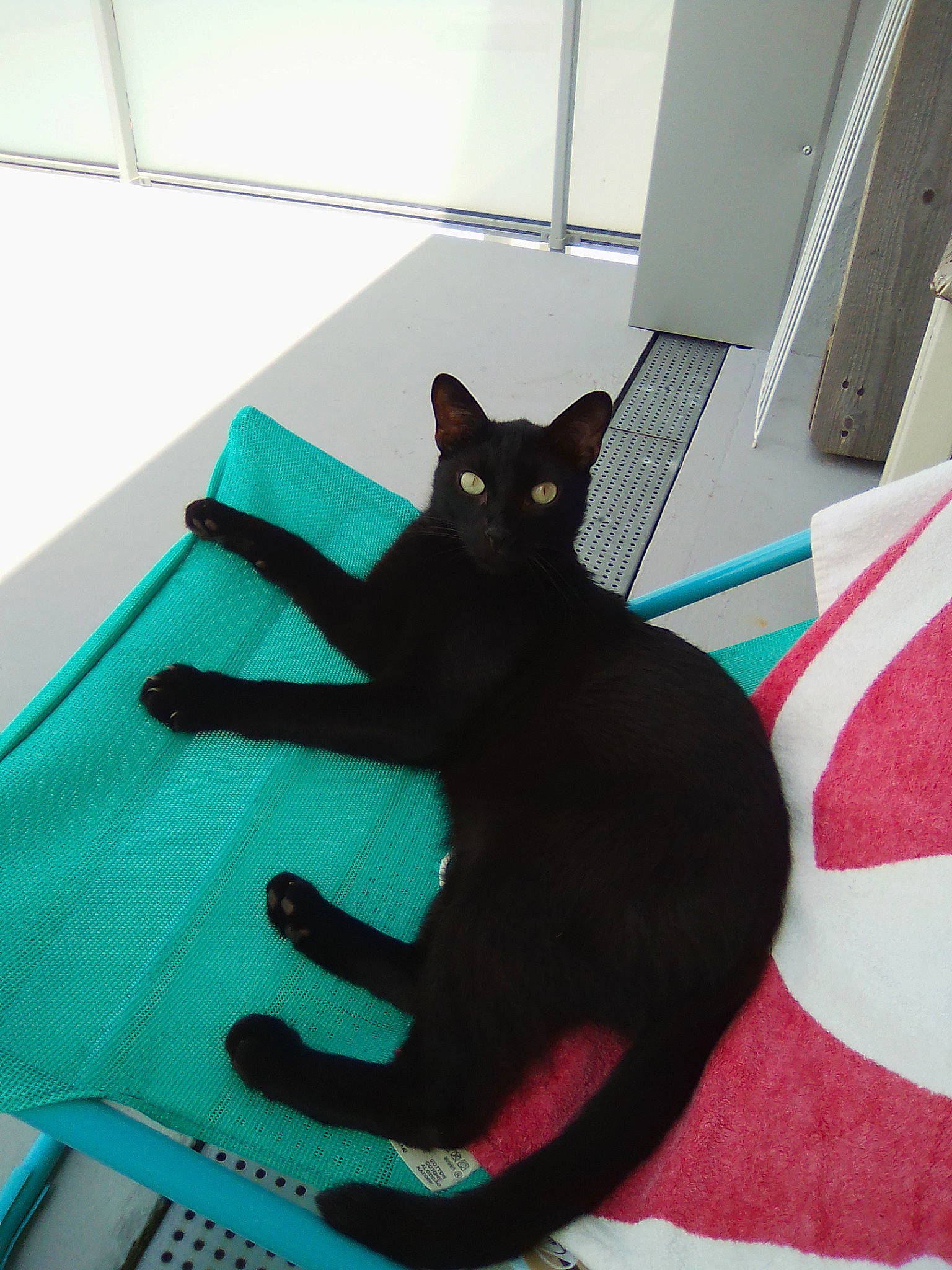 Pythagore a rejoint le concours — aidez-le/la à gagner de superbes lots ! asian, black, black_cat, bombay, carnivore, cat, domestic_short_haired_cat, felidae, korat, linens, room, small_to_medium_sized_cats, table, tail, turquoise, whiskers