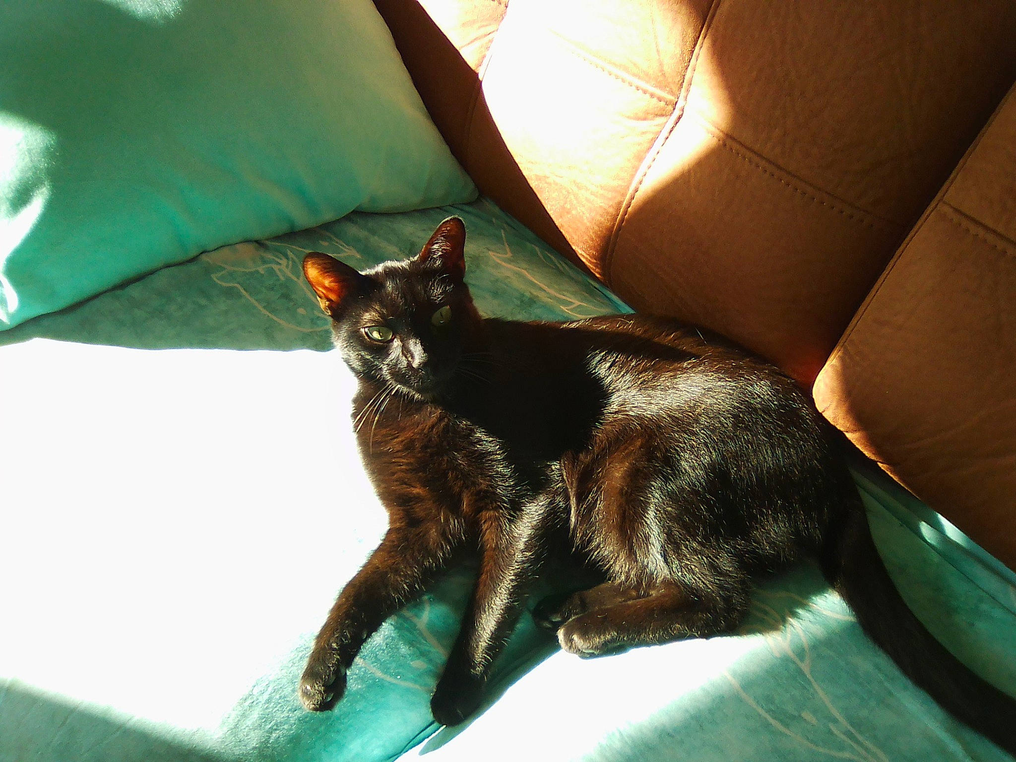 Pythagore a rejoint le concours — aidez-le/la à gagner de superbes lots ! asian, black_cat, carnivore, cat, claw, ear, felidae, fur, german_rex, havana_brown, leg, small_to_medium_sized_cats, tail, whiskers