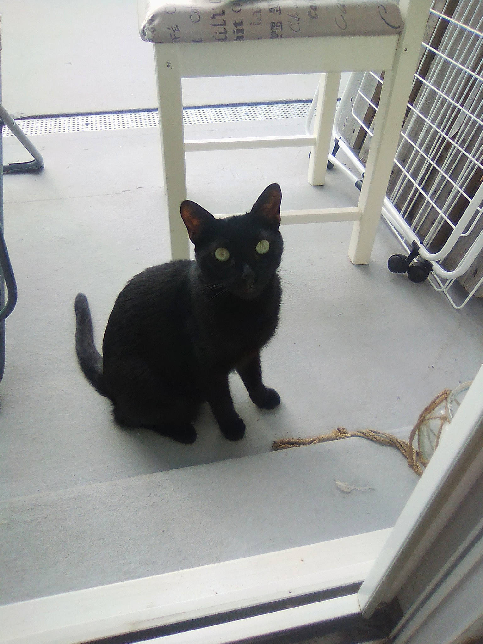 Pythagore a rejoint le concours — aidez-le/la à gagner de superbes lots ! asian, black, black_cat, bombay, carnivore, cat, domestic_short_haired_cat, felidae, kitten, polydactyl_cat, small_to_medium_sized_cats, tail, whiskers