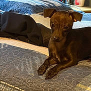 Bettie joined the competition — help win amazing prizes! dog, bed, quilt, blanket, comforter, furniture, indoor, brown_dog, pet, animal, resting, table, lotion_bottle, digital_clock, fabric, ears, paw, sleeping_area, cozy, relaxed