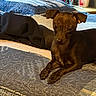 dog, bed, quilt, blanket, comforter, furniture, indoor, brown_dog, pet, animal, resting, table, lotion_bottle, digital_clock, fabric, ears, paw, sleeping_area, cozy, relaxed