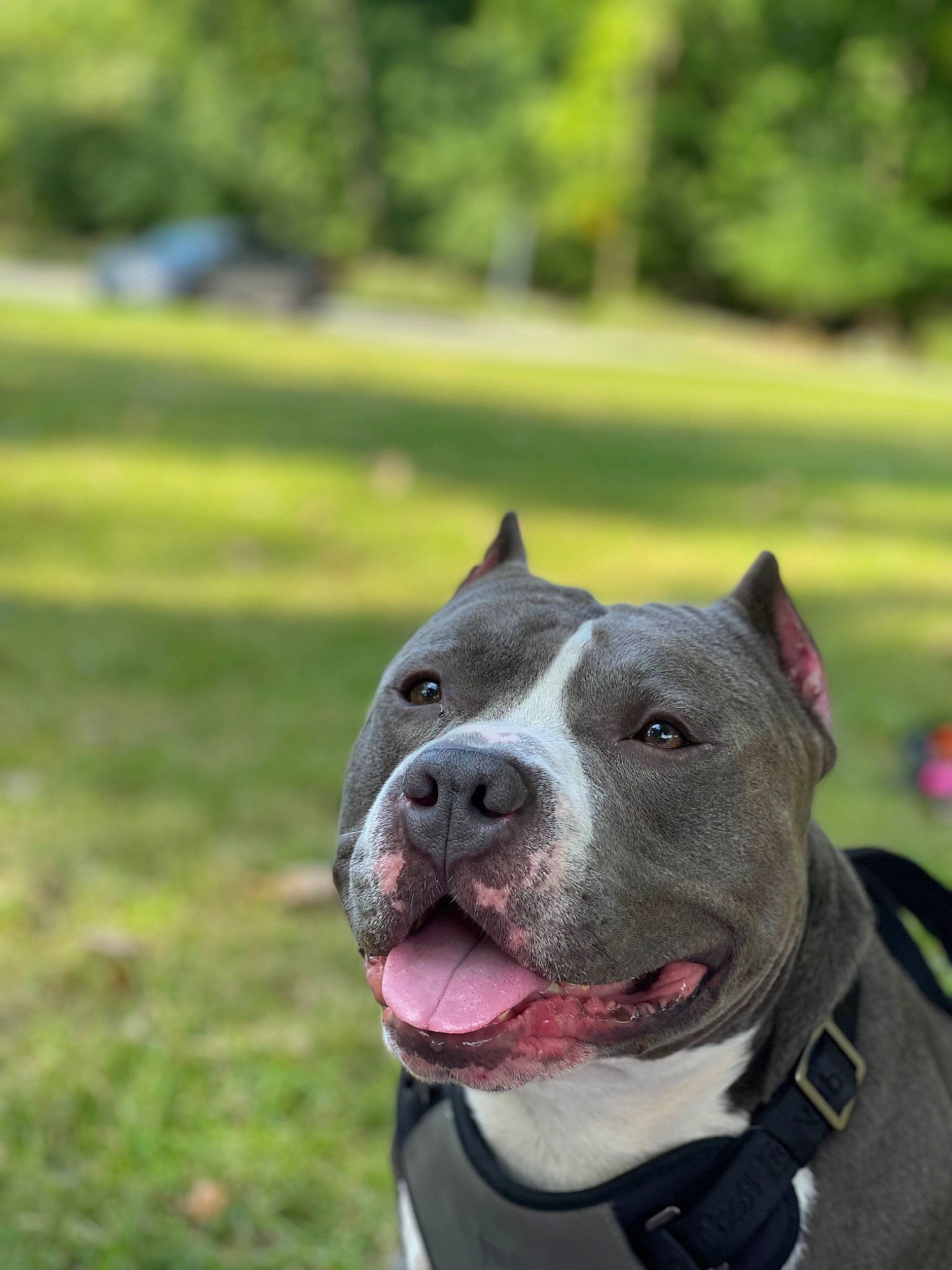 Chippy joined the competition — help win amazing prizes! canidae, carnivore, collar, companion_dog, dog, dog_breed, dog_collar, fashion_accessory, fawn, grass, leash, non_sporting_group, snout, sporting_group, whiskers, working_animal, working_dog