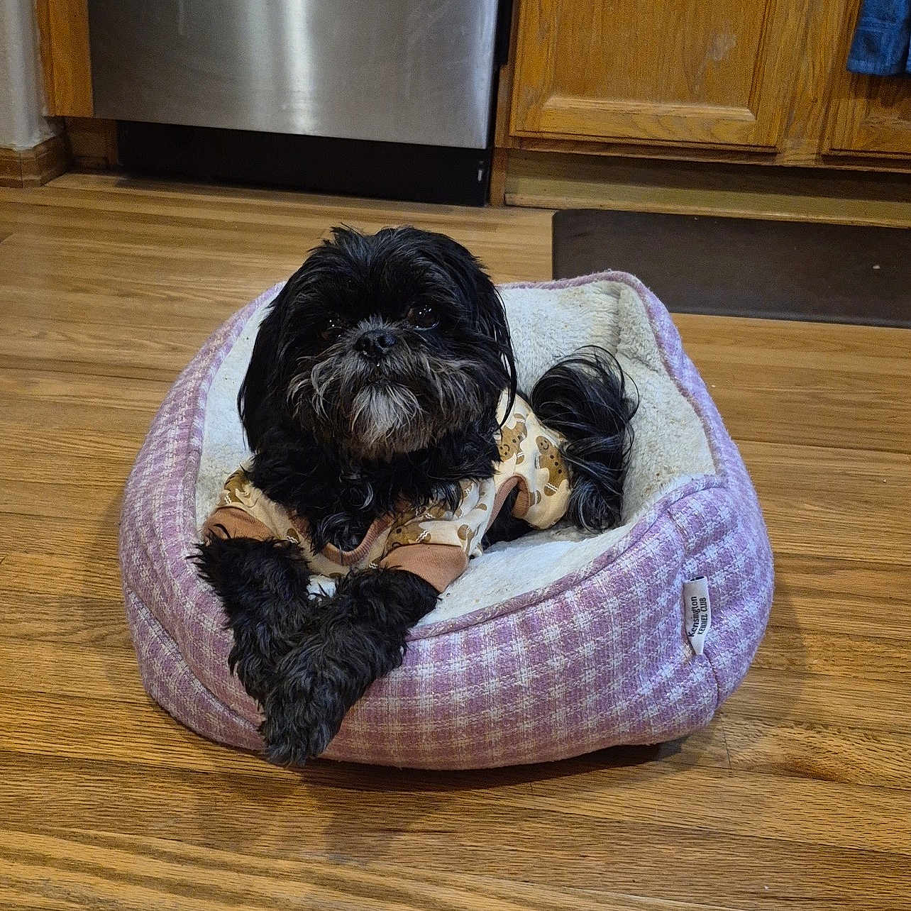 Aryeal is registered to the contest to win money with this photo: animal, black_dog, canine, companion, cozy, cute, cute_pet, dog, dog_outfit, domestic, flooring, fur, home, indoors, paw_prints, pet_bed, relaxed, resting, small_dog, wooden_floor