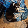 animal, blanket, blue_eyes, colorful, companion, curious, dog, ears, fur, human_feet, husky, indoor, lying_down, paw, pet, puppy, relaxed, sandals, tail, wooden_floor