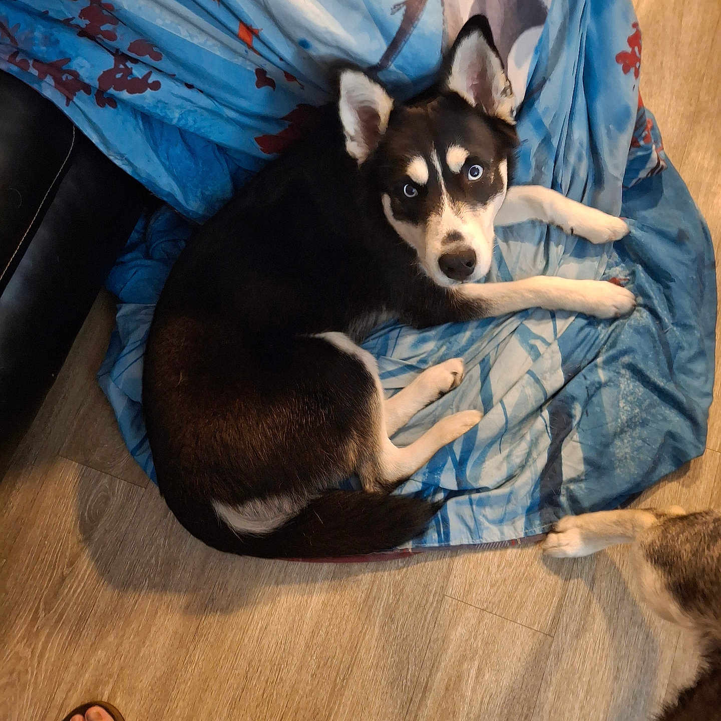 Nova