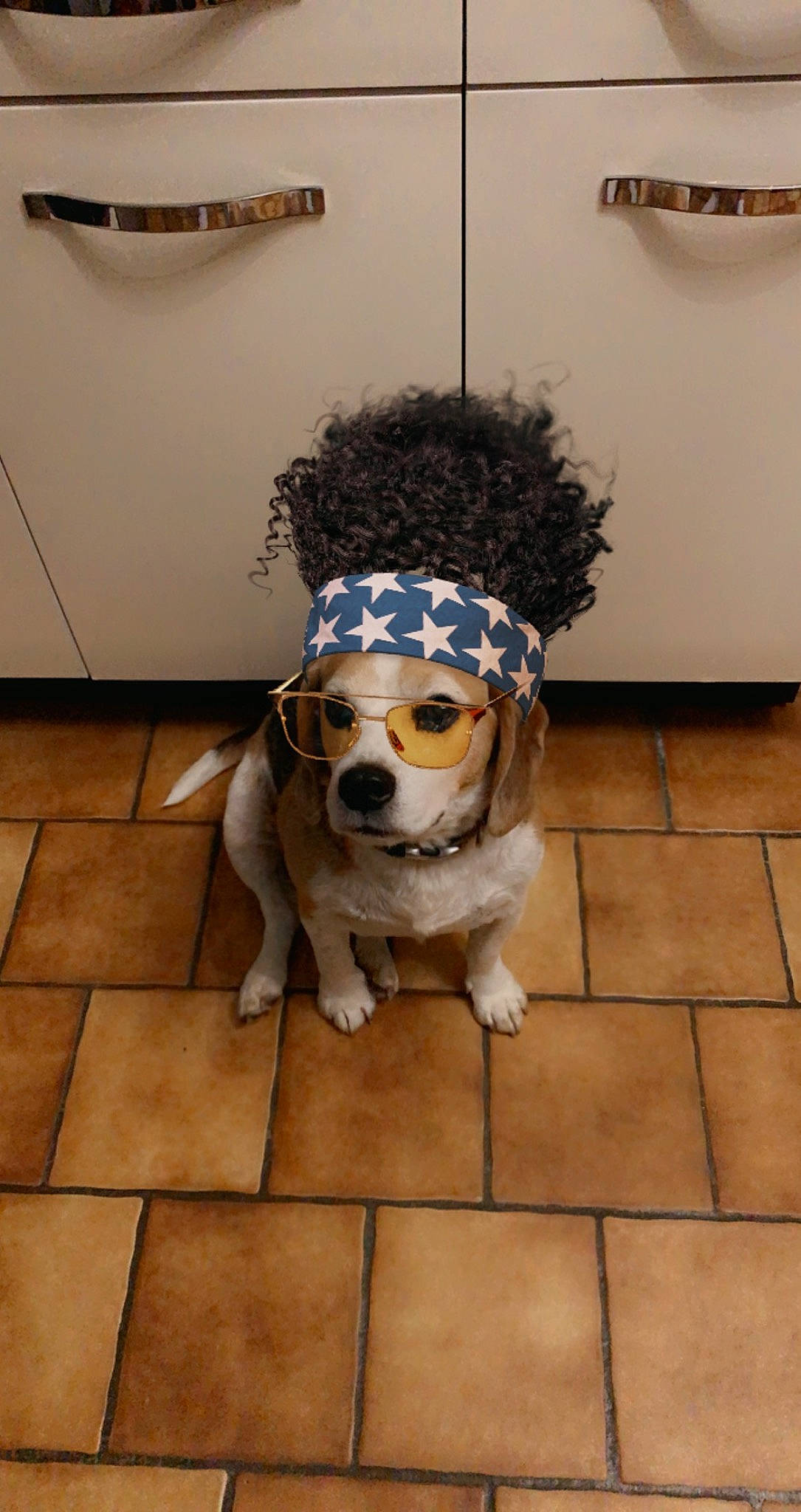 Fino a rejoint le concours — aidez-le/la à gagner de superbes lots ! canidae, carnivore, collar, companion_dog, dog, dog_breed, dog_supply, fawn, floor, flooring, fur, hardwood, pet_supply, picture_frame, sidewalk, snout, sporting_group, tail, wall, working_animal