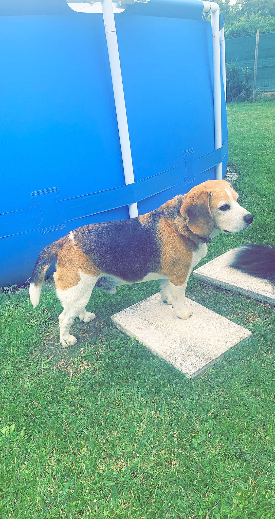 Fino participe au concours pour gagner de l'argent avec cette photo : canidae, carnivore, collar, companion_dog, dog, dog_breed, dog_collar, dog_supply, fawn, grass, hound, leash, pet_supply, plant, scent_hound, sidewalk, snout, sporting_group, tail, vehicle_door