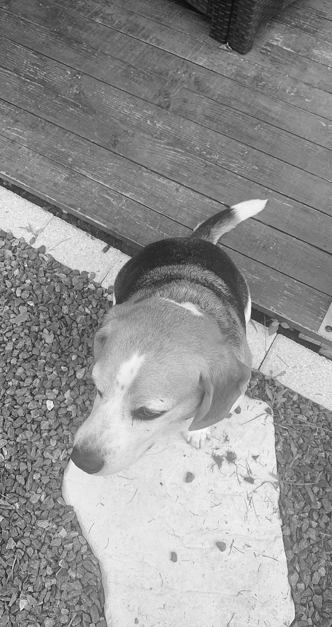 Fino participe au concours pour gagner de l'argent avec cette photo : beagle, black_and_white, carnivore, collar, companion_dog, dog, dog_breed, fawn, fur, monochrome, monochrome_photography, paw, sporting_group, street_dog, style, tail, vertebrate, whiskers, wood, working_animal