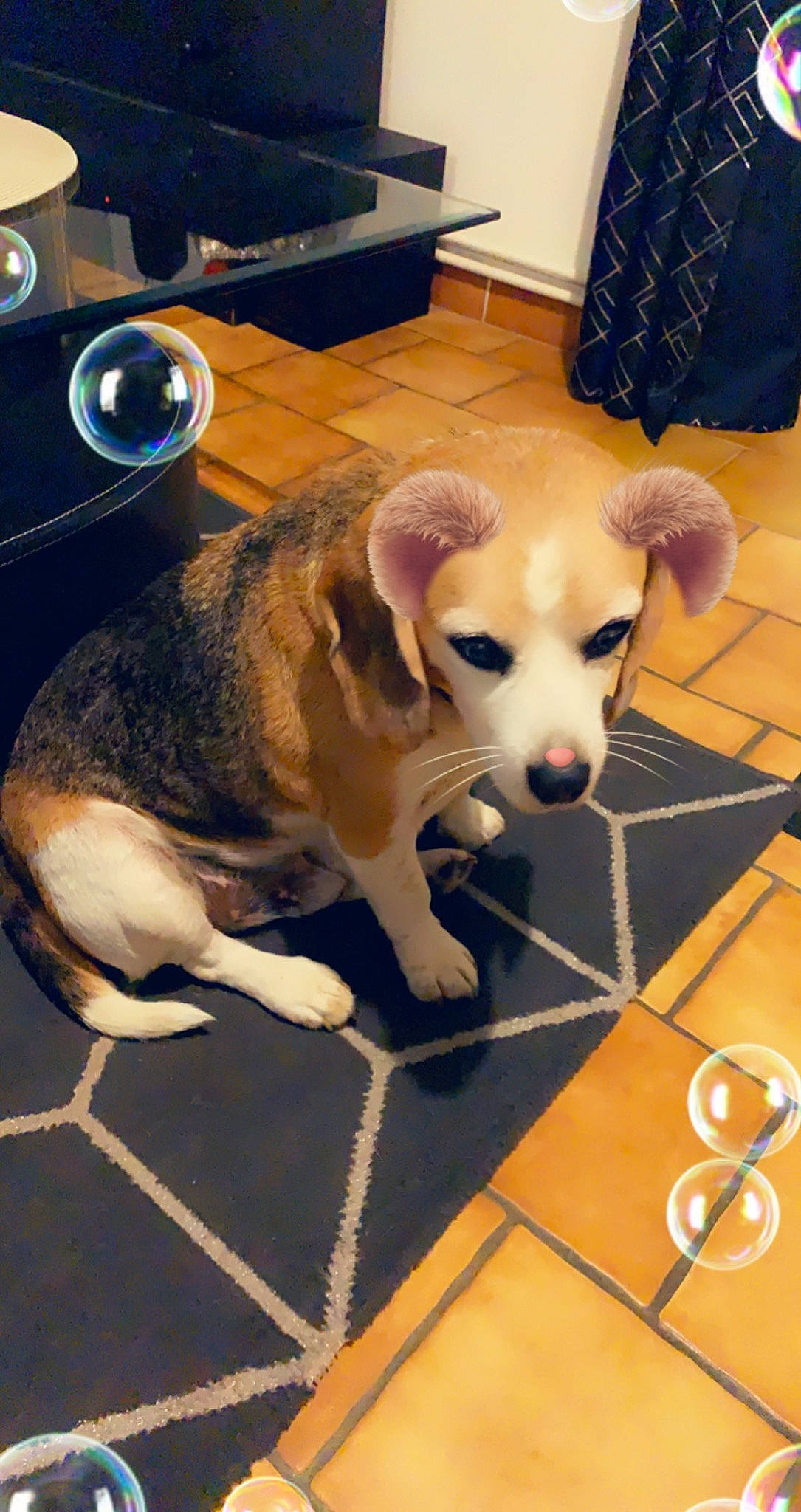 Fino participe au concours pour gagner de l'argent avec cette photo : audio_equipment, ball, carnivore, companion_dog, computer_keyboard, dog, dog_breed, dog_supply, fawn, floor, flooring, fur, hardwood, mammal, paw, pet_supply, sporting_group, tail, wood, working_animal